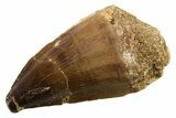 Fossil Mosasaur (Thalassotitan) Tooth - Morocco #341479-1